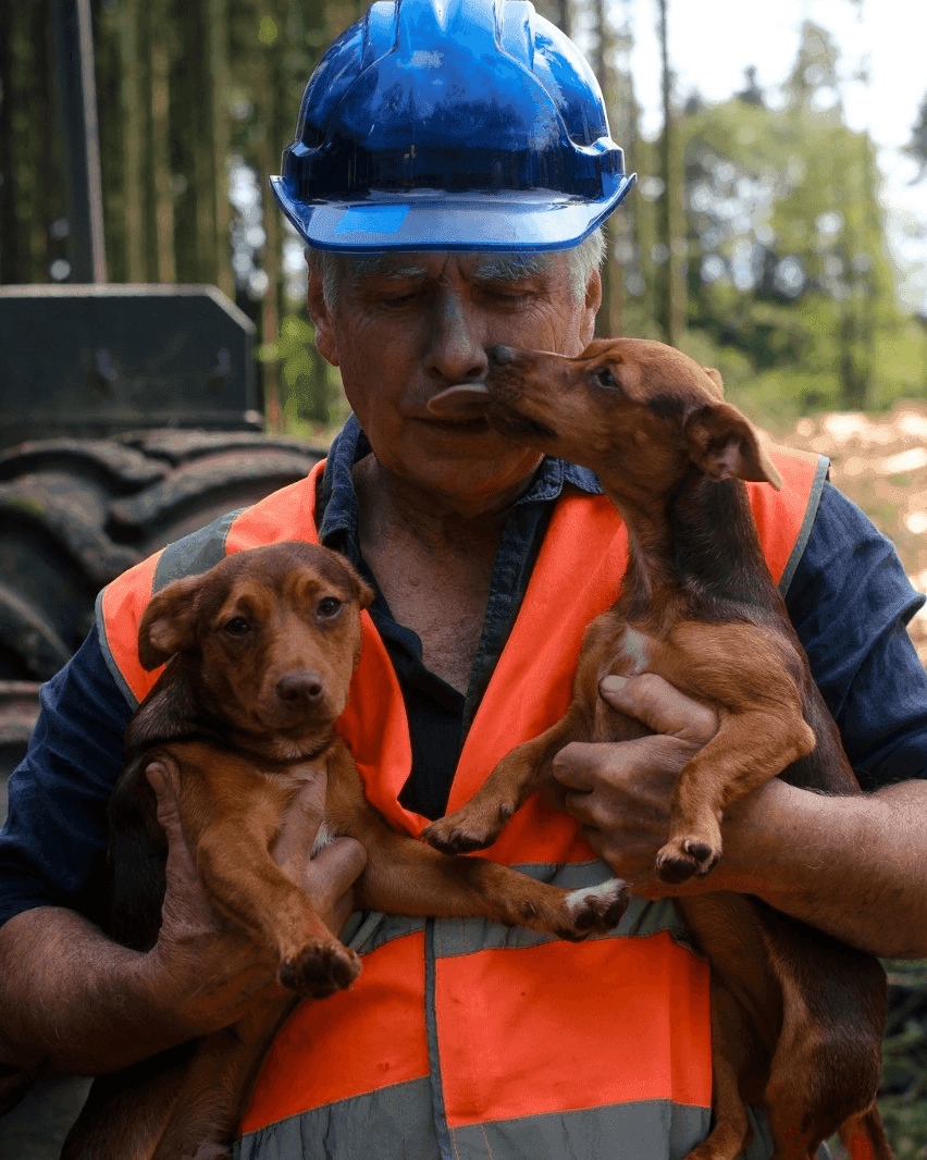 A white man in an orange high-vis vest and blue hard hat holds two brown puppies against a forest backdrop