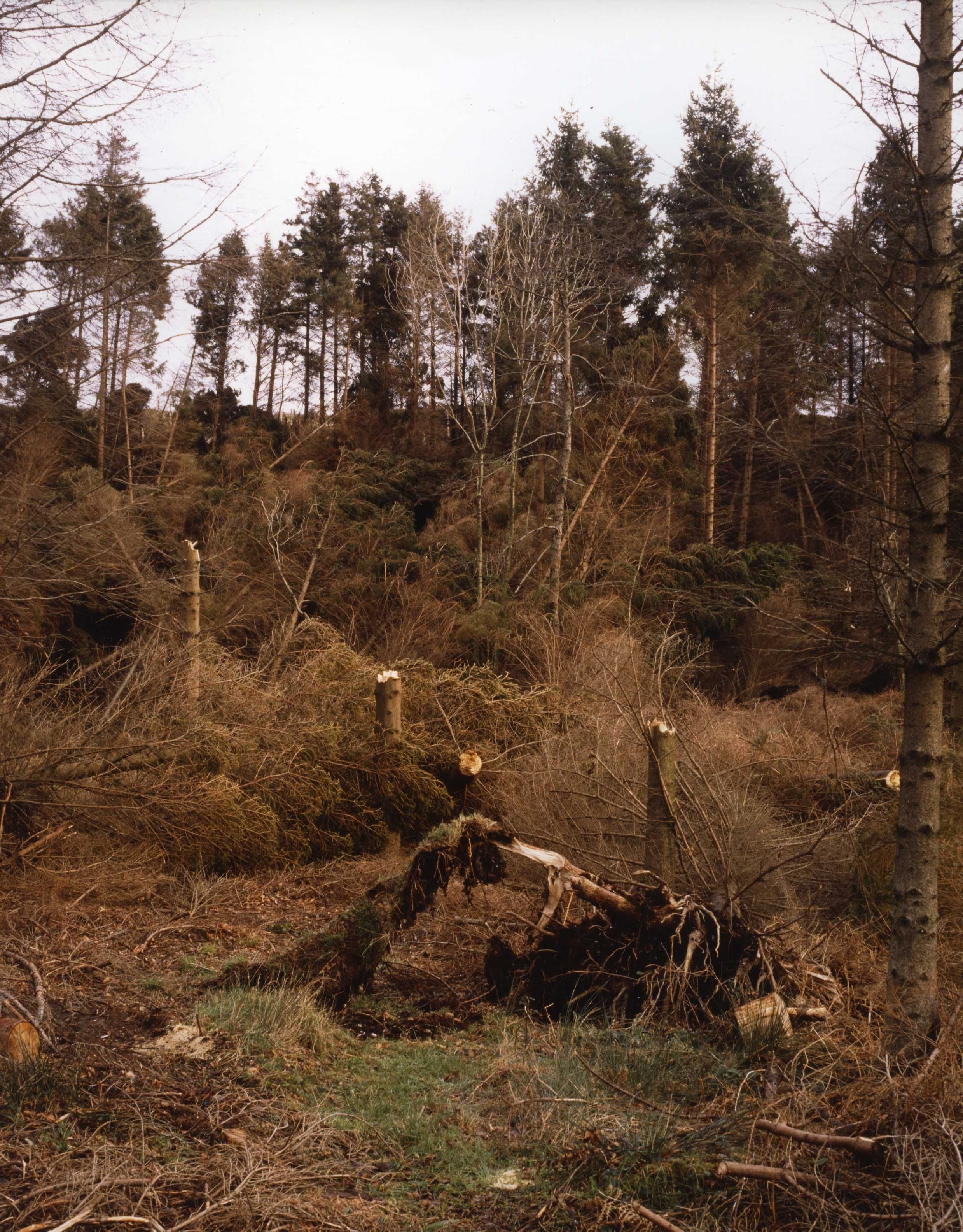 A forest scene with many felled trees and stumps, indicating recent logging activity.